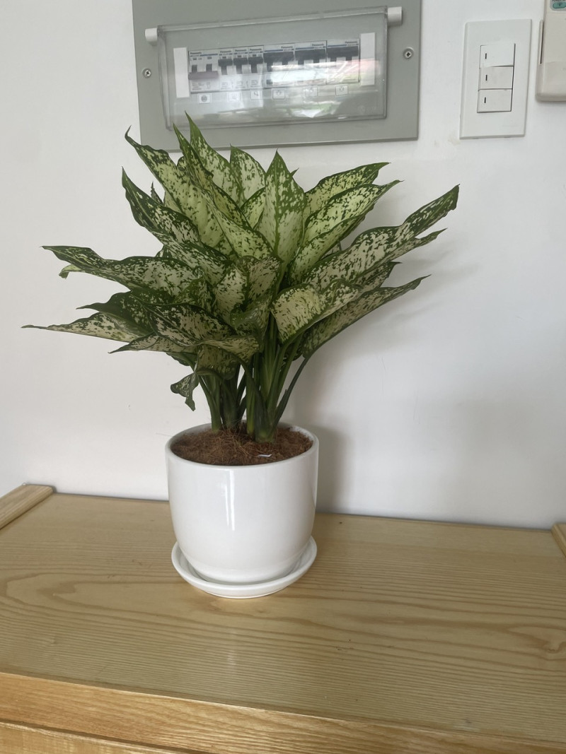 A Soft-Toned One-Bedroom Apartment