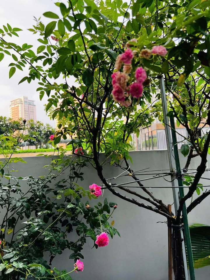 Minimalist 2-Bedroom Apartment in Thao Dien