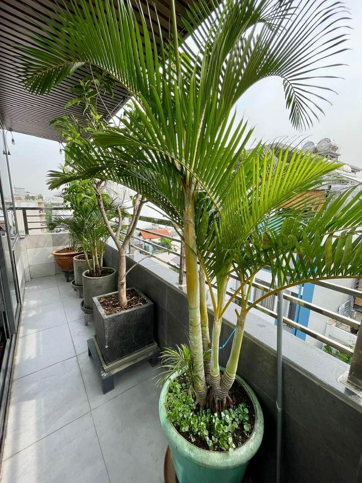 Rooftop studio for rent in Thảo điền